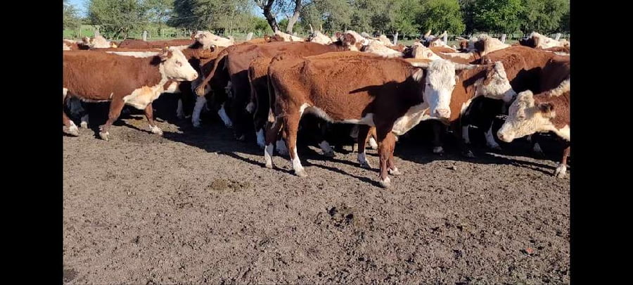 Lote 35 Vacas CUT preñadas en Villaguay, Entre Ríos