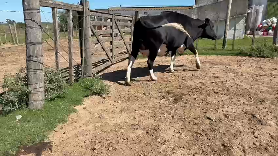 Lote Vaquillonas  a remate en Pantalla Camy - Aniversario 31 Años 470kg - , San José