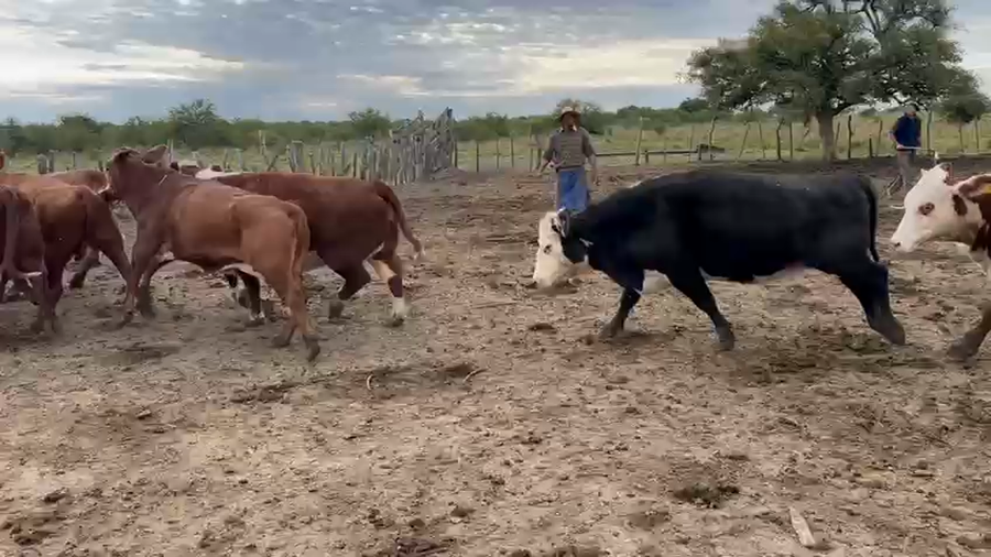 Lote 23 Vacas faena en Corrientes, Curuzu Cuatia