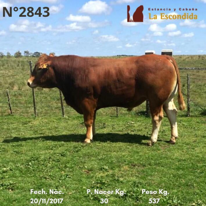 Lote Venta particular de Toros Limousin