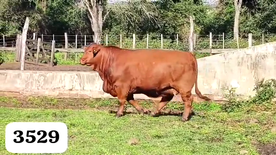 Lote Vaquillas Cabaña "Doña magda"