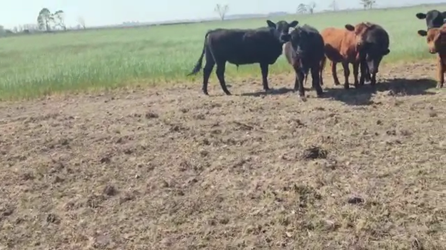 Lote 39 Novillos Agus Negros y Colorados en Pueblo Irigoyen, Santa Fe