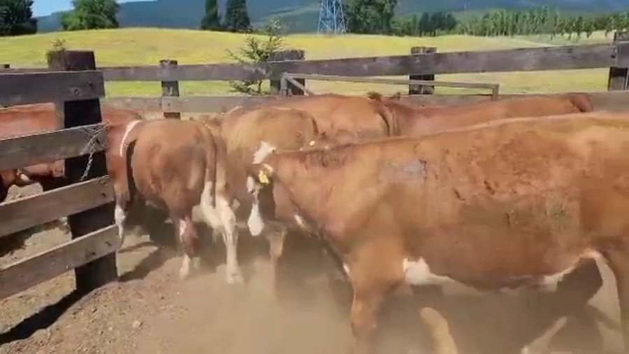 Lote 50 Novillo Engorda en Los Lagos, XIV Región Los Ríos