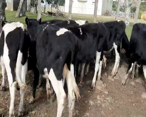 Lote 9 Terneros HOLANDO a remate en Pantalla Camy 120 - 140kg - , San José