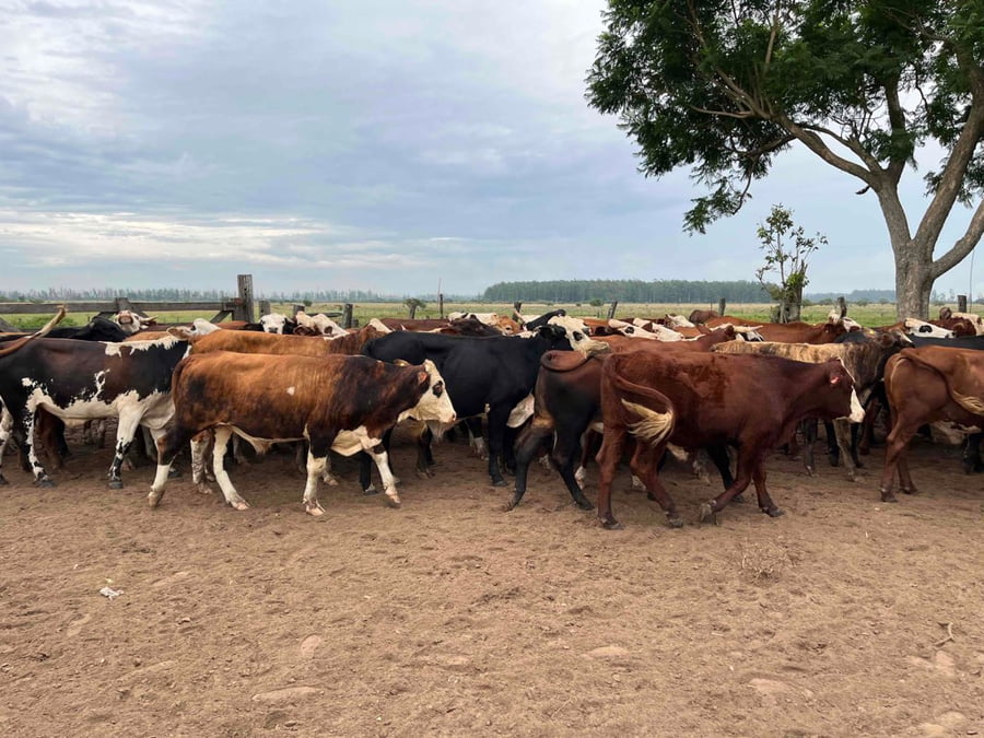 Lote 60 Novillos en Corrientes, Bella Vista