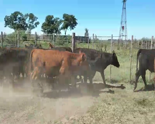 Lote 30 Terneros en Suipacha, Buenos Aires