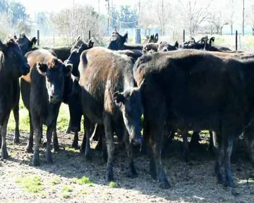 Lote VACAS ANGUS NEGRAS