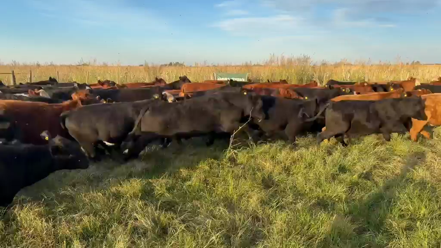 Lote 130 Terneros