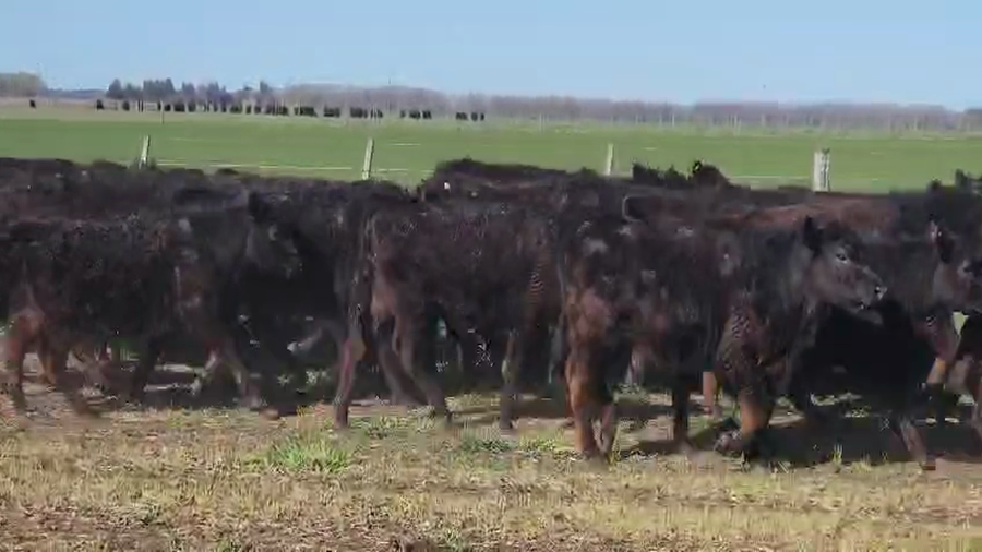 Lote 70 Terneras en Tandil