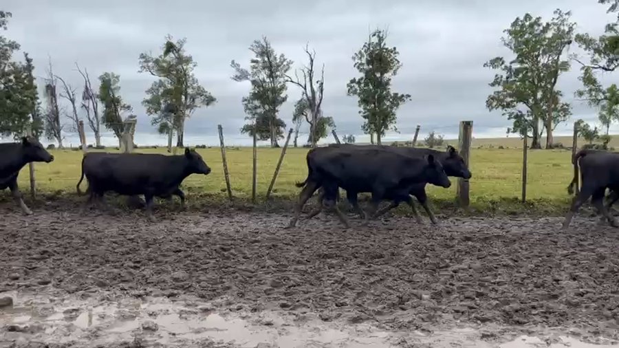 Lote VACAS PREÑADAS
