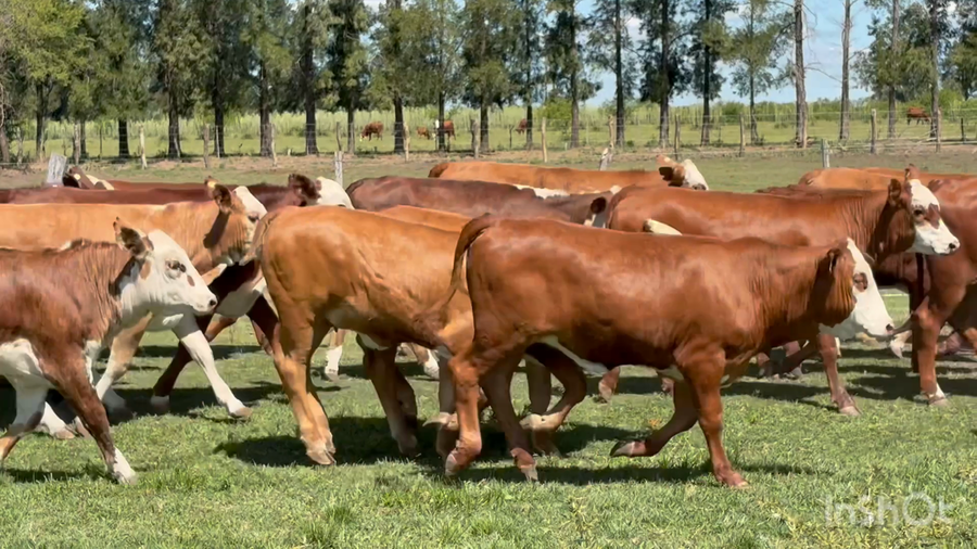 Lote 0 Terneras en Corrientes, Perugorría