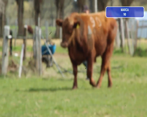 Lote 1 Toro en Coyhaique, XI Región Aysén