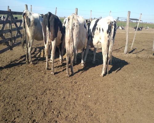 Lote VAQUILLONAS PREÑADAS