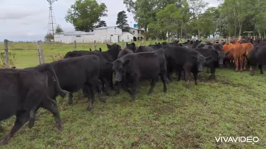 Lote 70 Terneros/as