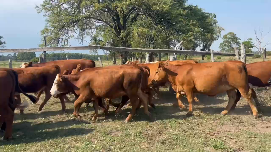Lote 18 Terneros/as