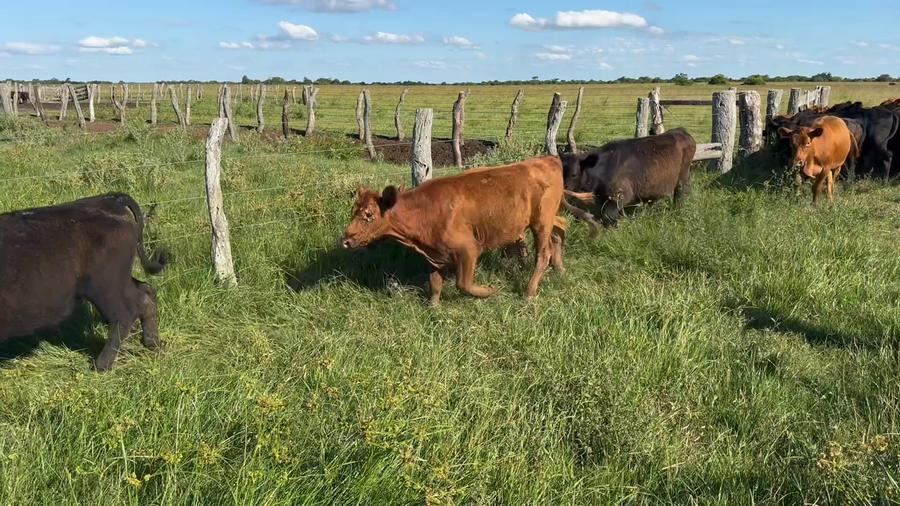 Lote 70 Terneros en Corrientes, Goya