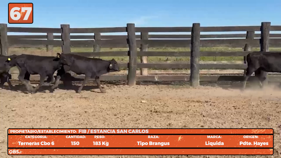 Lote LOTE 67