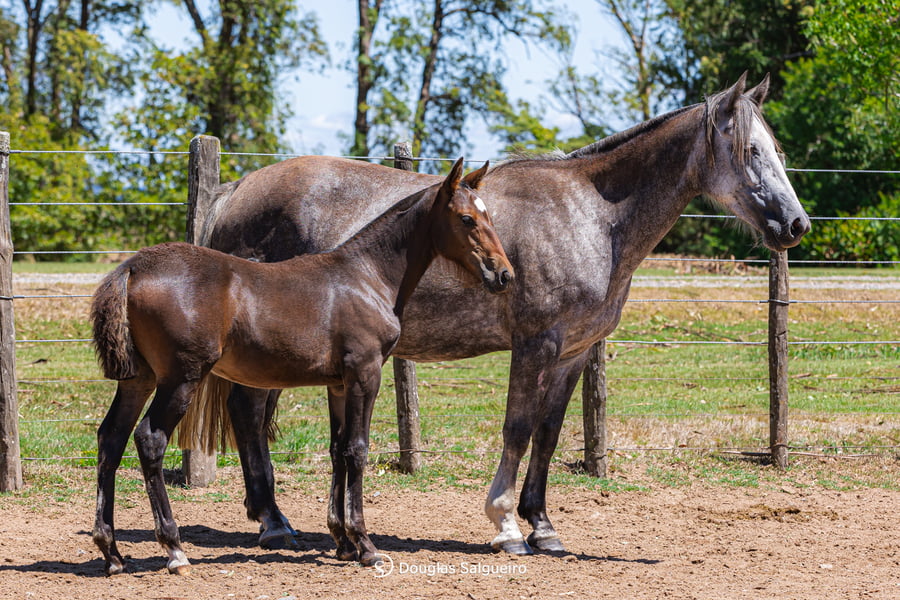 Lote MIRANDA DE LA COLINA