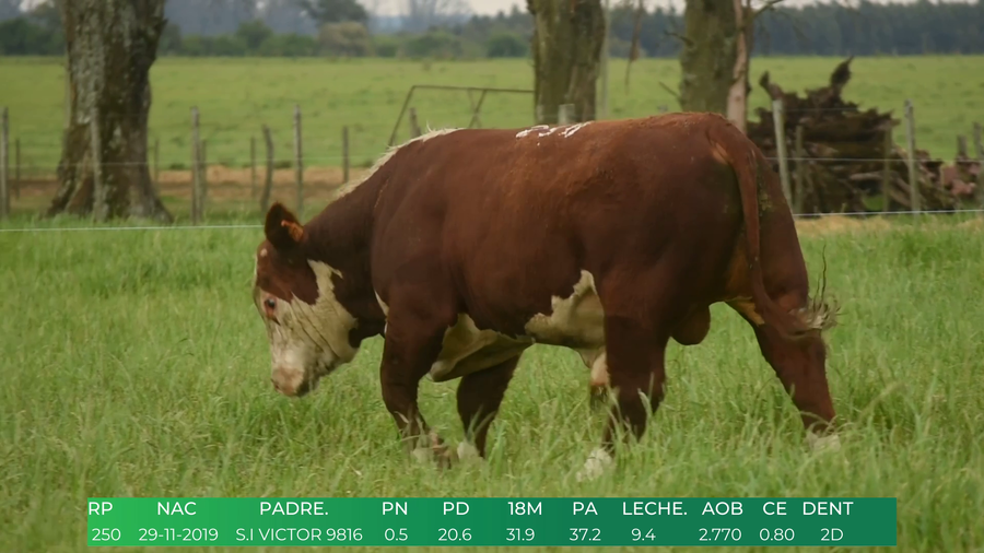 Lote Toros POLLED HEREFORD a remate en 4º  Remate  Anual Cabaña El Treból en Liga de Trabajo de Guichón