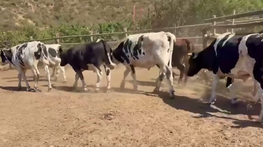 Lote 46 Novillo Gordo en Melipilla, Región Metropolitana