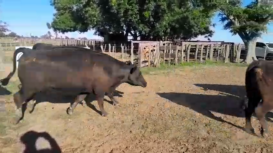 Lote 35 Vacas faena