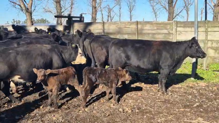 Lote 18 Vacas nuevas C/ gtia de preñez