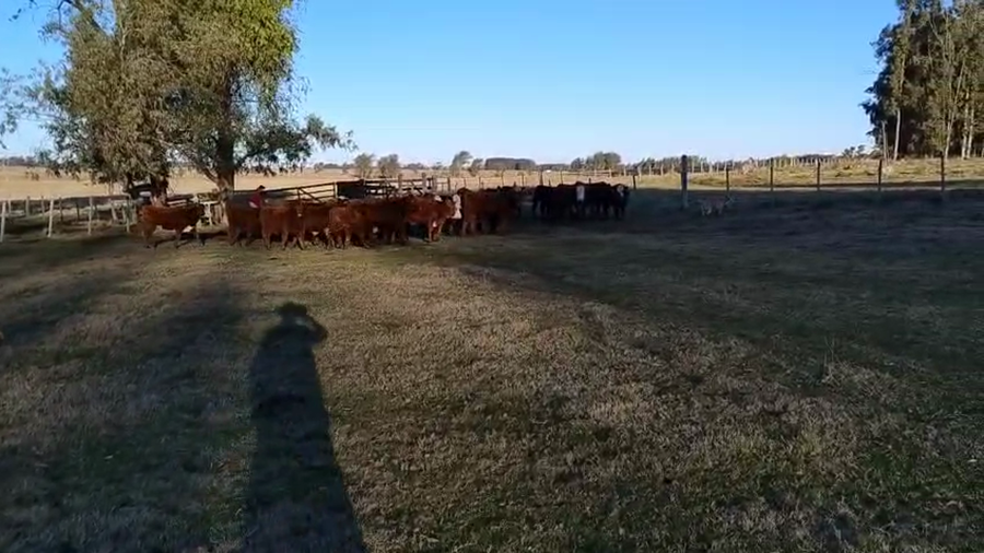 Lote 40 Terneros