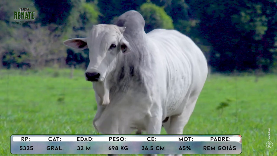 Lote Toros a remate en Tercer Remate Agroganadera Natalia, Concepción