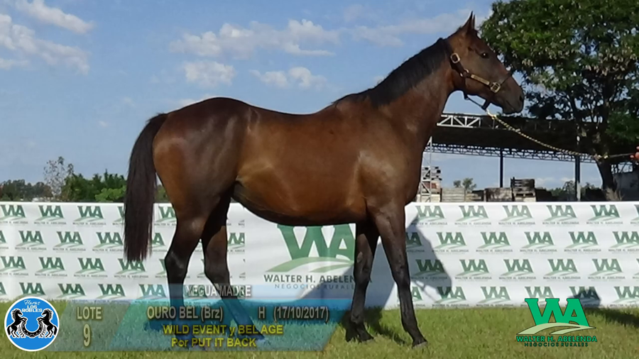 Lote OURO BEL (Brz)