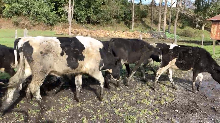 Lote 60 Ternero en Puyehue, X Región Los Lagos