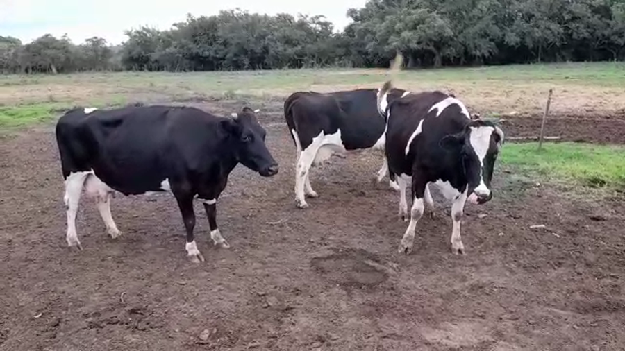 Lote VACAS INDUSTRIA