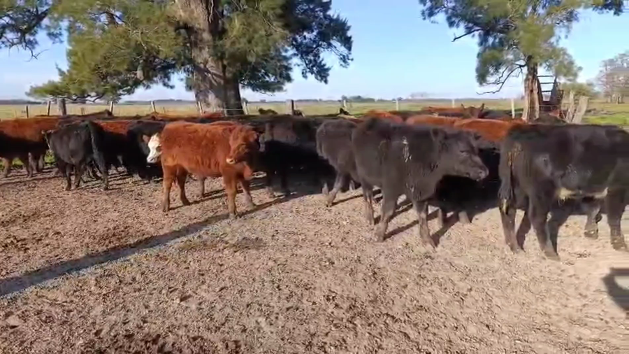 Lote 42 Terneros