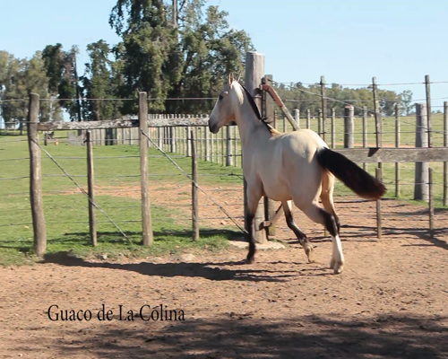 Lote GUACO DE LA COLINA