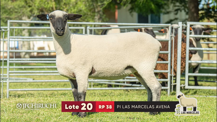 Lote LOTE 20