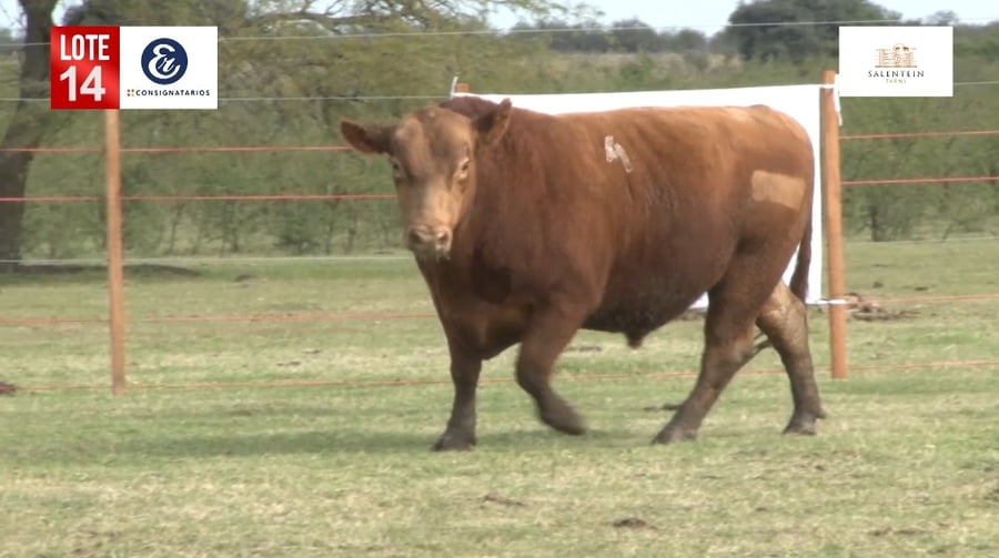 Lote Toros Angus Colorados Puros Controlados