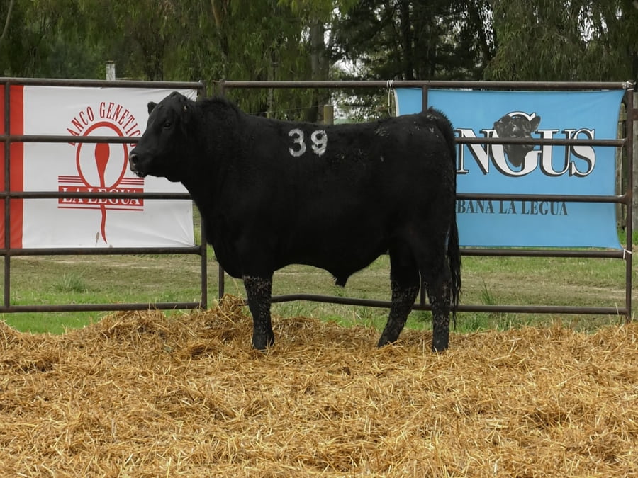 Lote TOROS ANGUS NEGROS PC