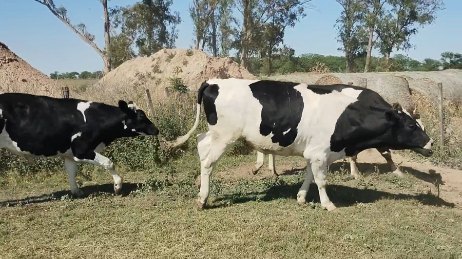 Lote 30 Novillitos Holando Argentino en Porteña, Córdoba