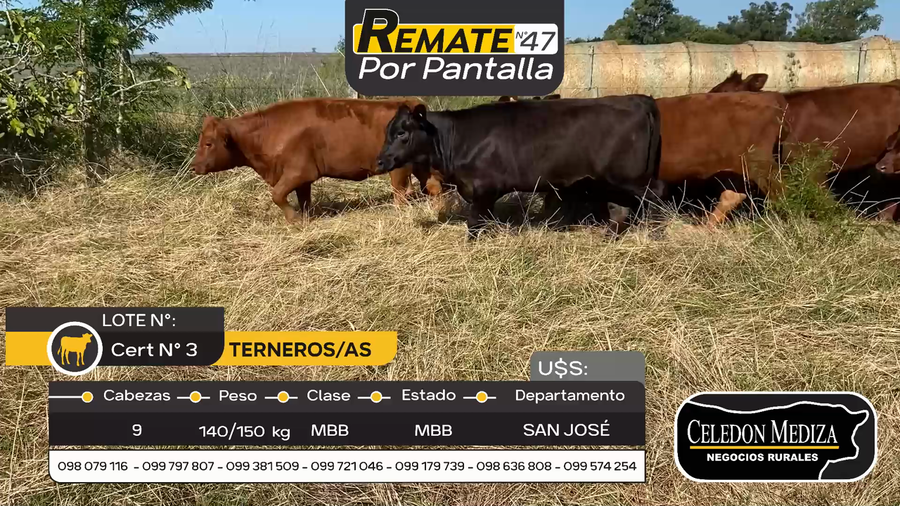 Lote 9 Terneros y Terneras en Otra Localidad, San José