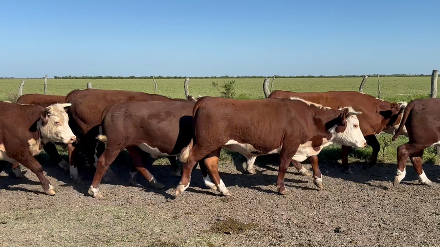 Lote 44 Novillos en Entre Ríos, San Jaime