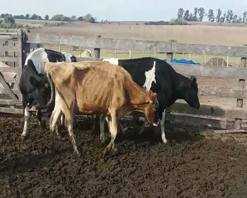 Lote (Vendido)4 Vacas de Invernada 300kg -  en POLANCOS