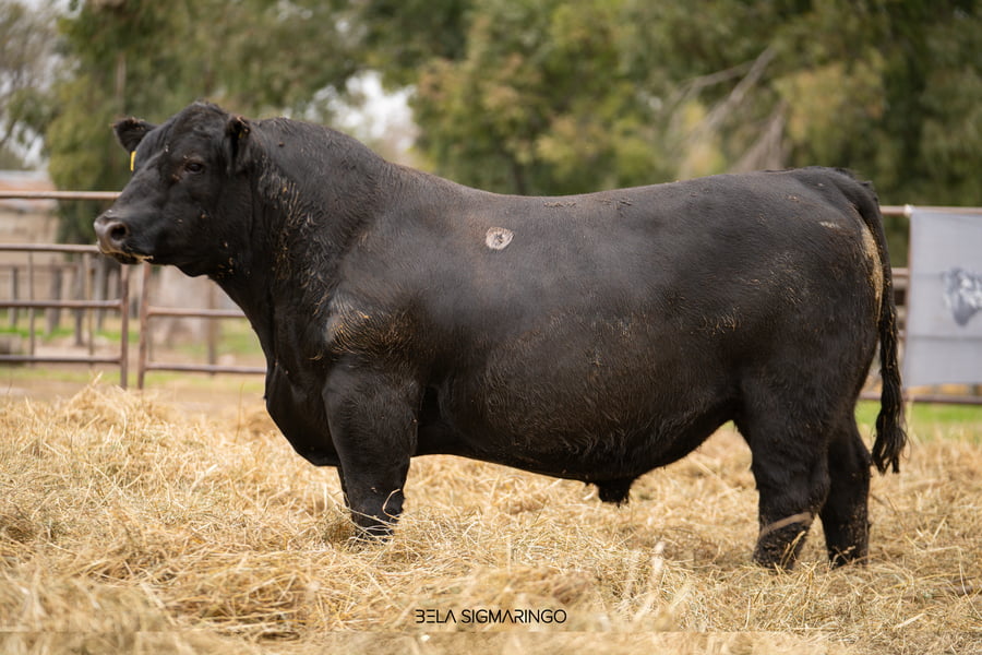 Lote TOROS ANGUS  PP