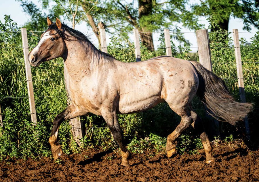 Lote DEL OESTE MONO LOCO