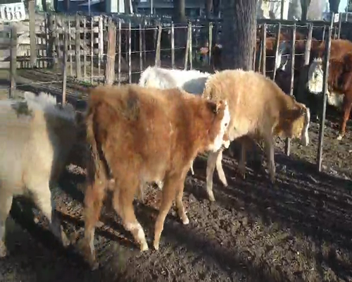 Lote 7 Terneros en Gral. Lamadrid, Buenos Aires