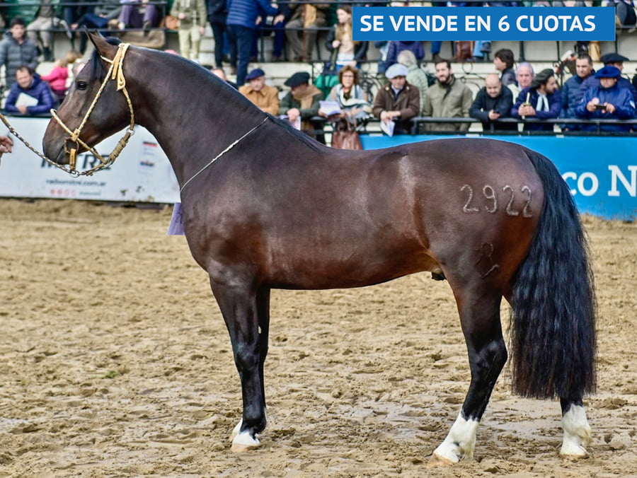 Lote DEL OESTE MOMENTO
