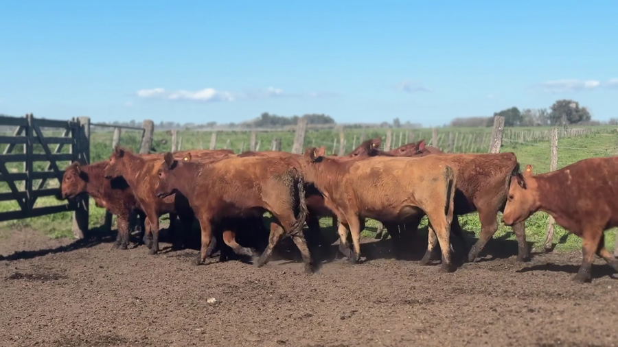 Lote 7 Vaquillonas C/ cria PC