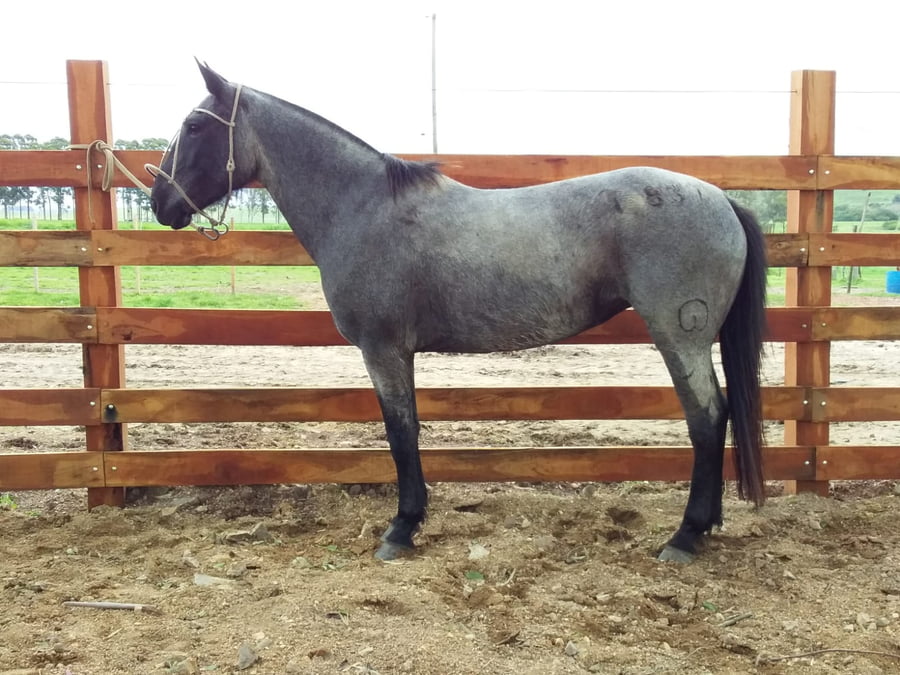 Lote Cabaña "El Aguila" - RP 837 - Torcaza D'aguila