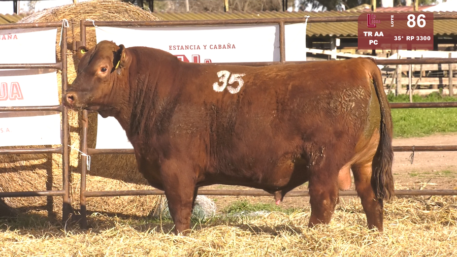 Lote TOROS ANGUS COLORADOS  PC