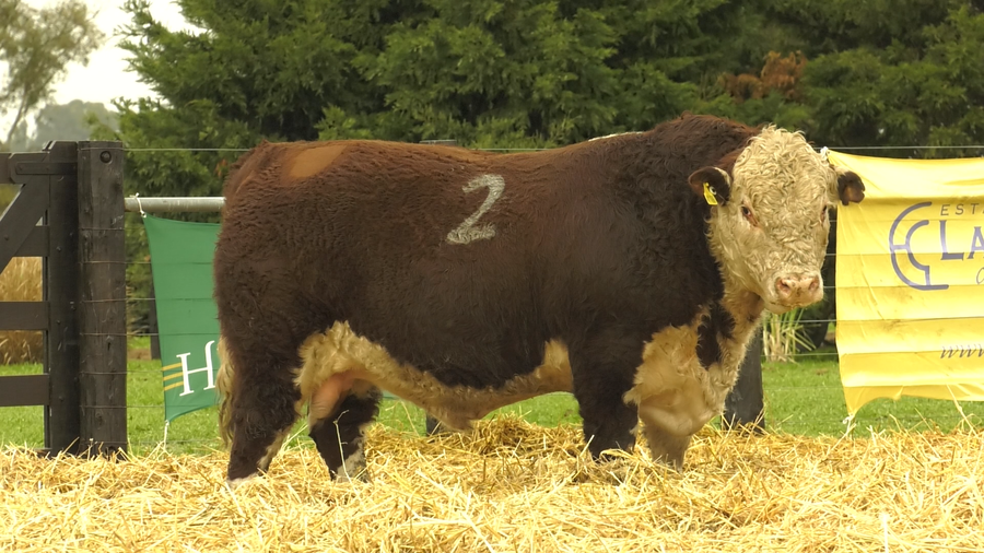 Lote TOROS HEREFORD PURO REGISTRADOS