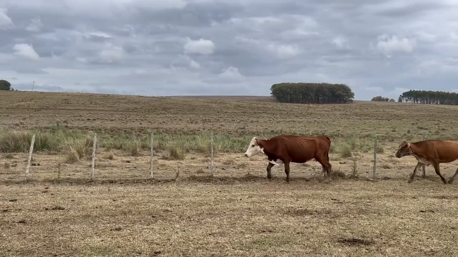 Lote 185 Vacas de Invernada en Rocha