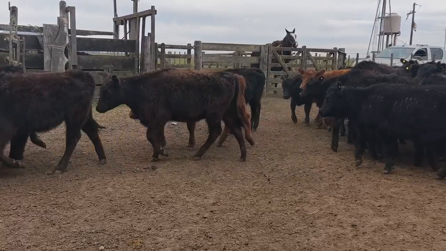 Lote 60 Terneras